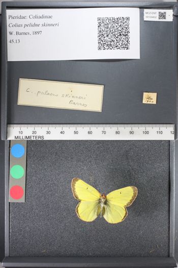 Media type: image;   Entomology 124452